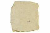 Detailed Fossil Leafhopper (Homoptera) - France #267678-1